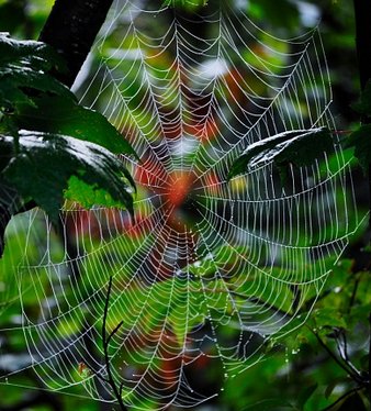 THE QURAN ON SPIDERWEBS (PART 2 OF 2)